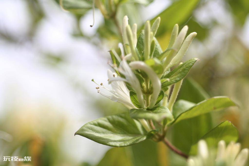 多年生花卉植物有哪些(这几种多年生花卉养护很省心)-图片6